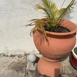 2 Pots Size 3 Feet  Two For $60