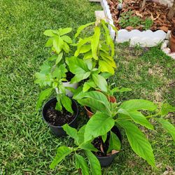 5 Avocado Plants In Pots $5Each Ready To Transplant