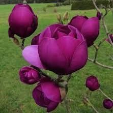 Magnolia Black Tulip 7 Feet Tall 