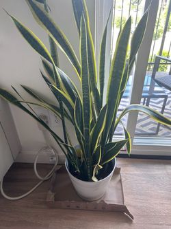 Snake Plant