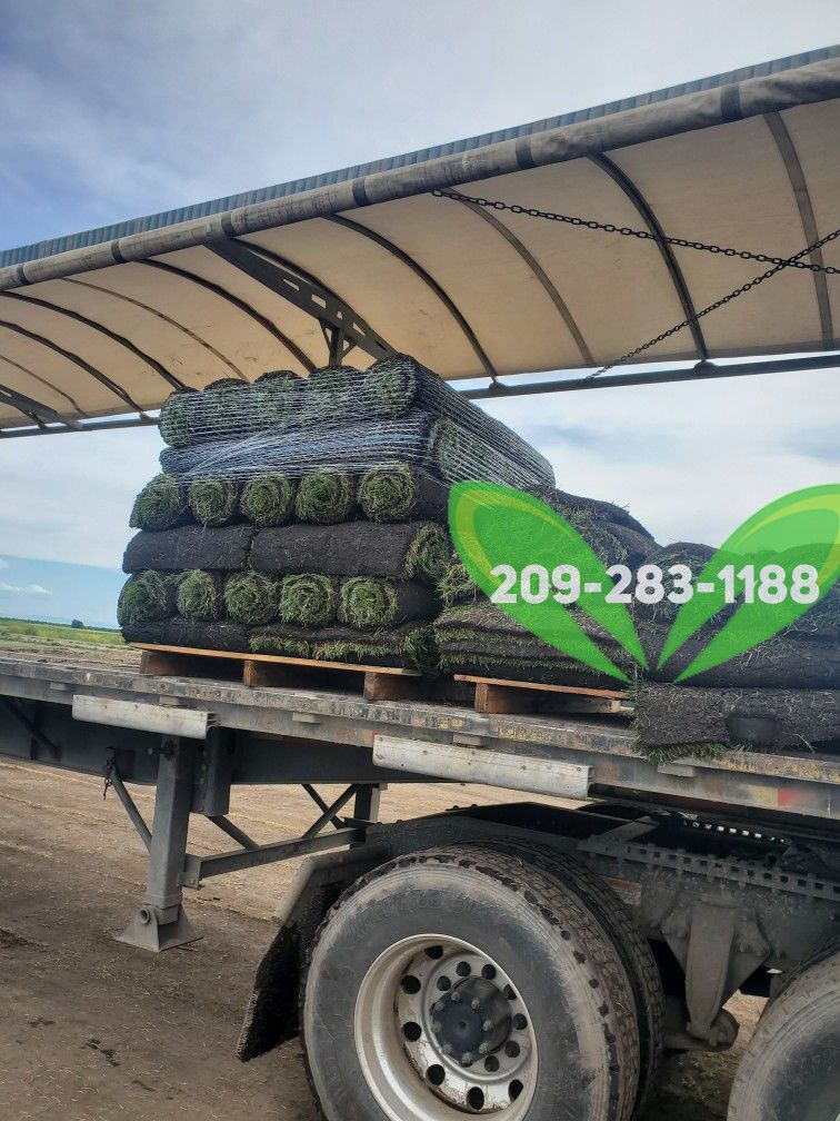 Best QUALITY Sod 