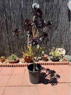 Beautiful Sacculent  53” tall in 5 gal pot, $27