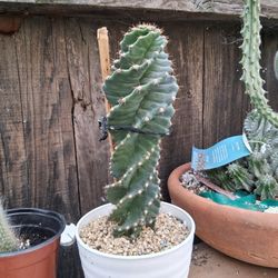 Spiral or Tornado Cactus Plant $48