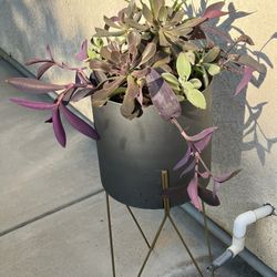 Tall Beautiful Succulent Planter