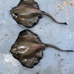Ceramic Stingrays