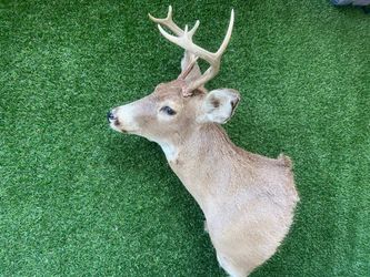 Vintage deer mount