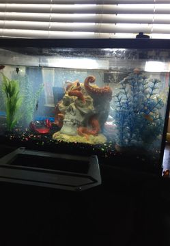 Fish tank and fish