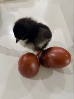 Cooper maran chicks (dark eggs)
