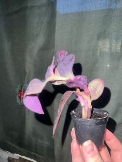 Tradescantia