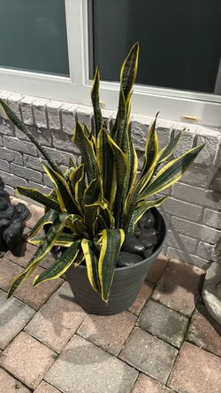Plants