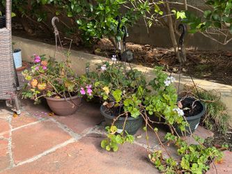 Potted Geranium Flowers Free