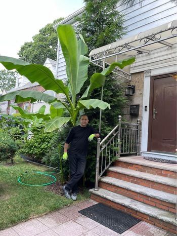 Banana Tree