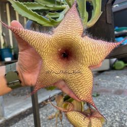 Zulu Giant /corian Flower / Stalelia Gigntea 