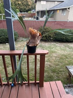 House Plant/ Stag Horn Fern