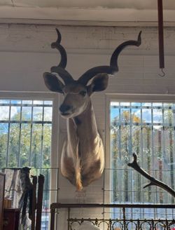 X-Large Taxidermy African Kudu