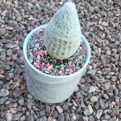 Peruvian Old Lady Cactus 🌵 ♥️ ❤️ 💖 💕 