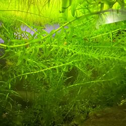 Anacaris Plant 5x5in Trimmings