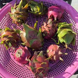 Dragon Fruit - Just Picked 4 Pm on 9-4-26