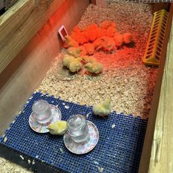 Chicks &chicken Custom Coops & Supply 