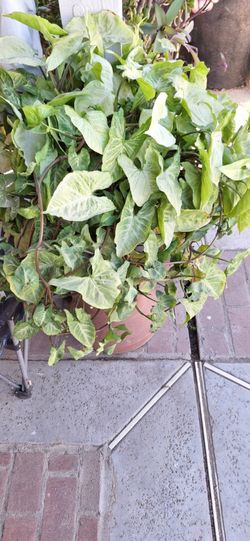 Plant