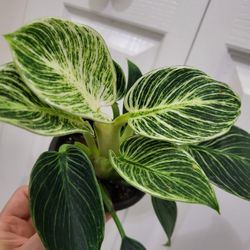 🌿Healthy Live Beautiful Stripes Philodendron Birkin 8" Tall In Nursery Pot 4" ~ $10/Ea