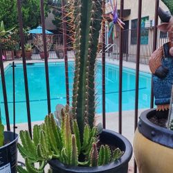 Succulents Good Selection Shoot Me A Good Offer