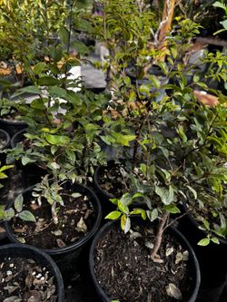 Sabara Jaboticaba 1 Gal 