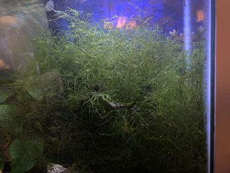 Java Moss 