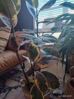 Ruby Rubber Tree Plant