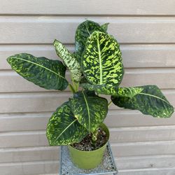 8” Dieffenbachia Reflector (hard To Find )