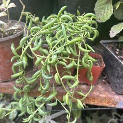 Planta