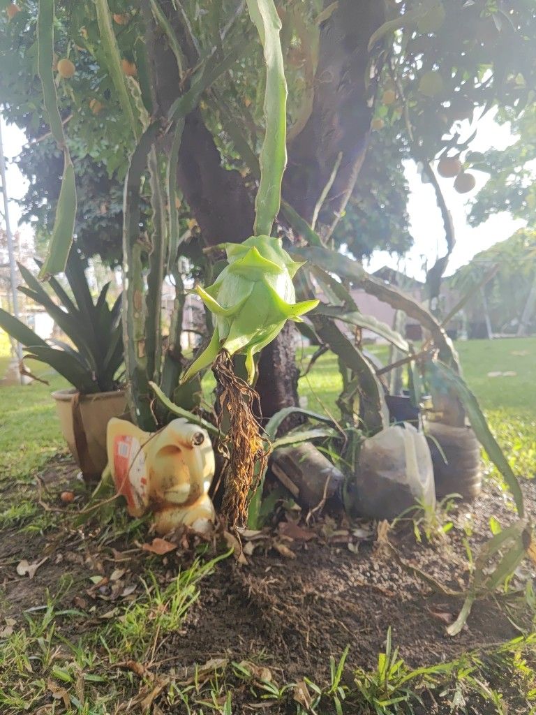 Dragon fruit plant in pot have fruit on it for sale