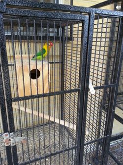 Cage