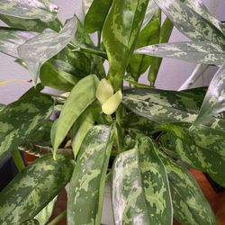 Large Potted Lily