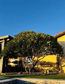 Shell Plumeria Potted And Non-Potted Plants