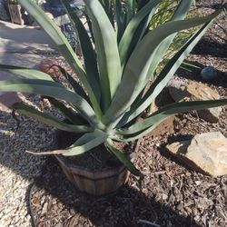 Agave Plant 