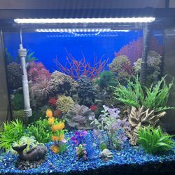 40  Gallon Aquarium Tall