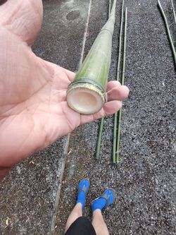 Bamboo garden stakes $1