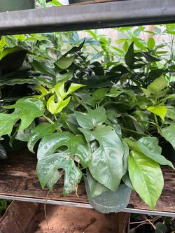 Mini monsteras in 6” pot. SPECIAL PRICE 🤩