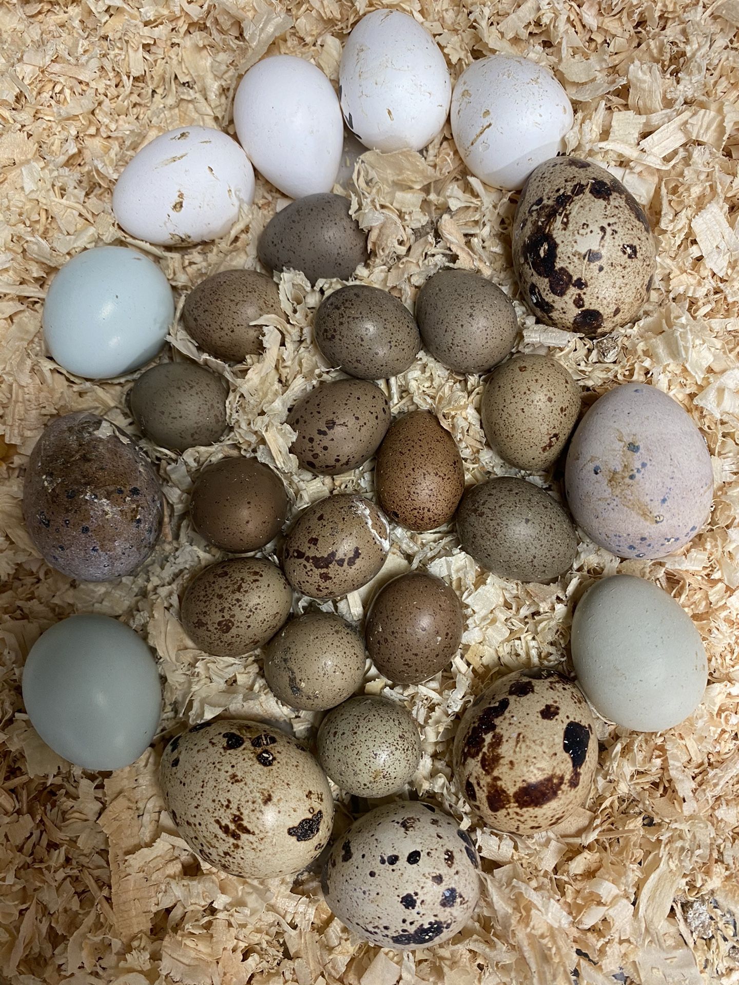 Quail Eggs Fertile Certified / Huevo Fértil de Codornices