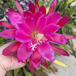 Beautiful Epiphyllum Cactus CUTTING- $10