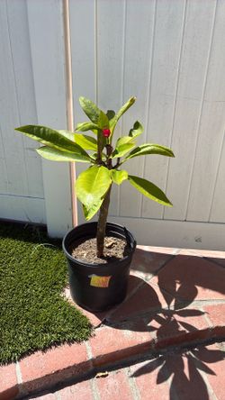 Plumerias