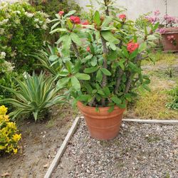Plant 
