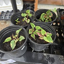 Chameleon Plant (Fish mint)