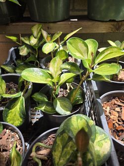 Australian Hoya Plant