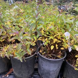 3 Varieties Of Amazing Spiraea Bushes