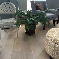 Decorative Indoor Plant 