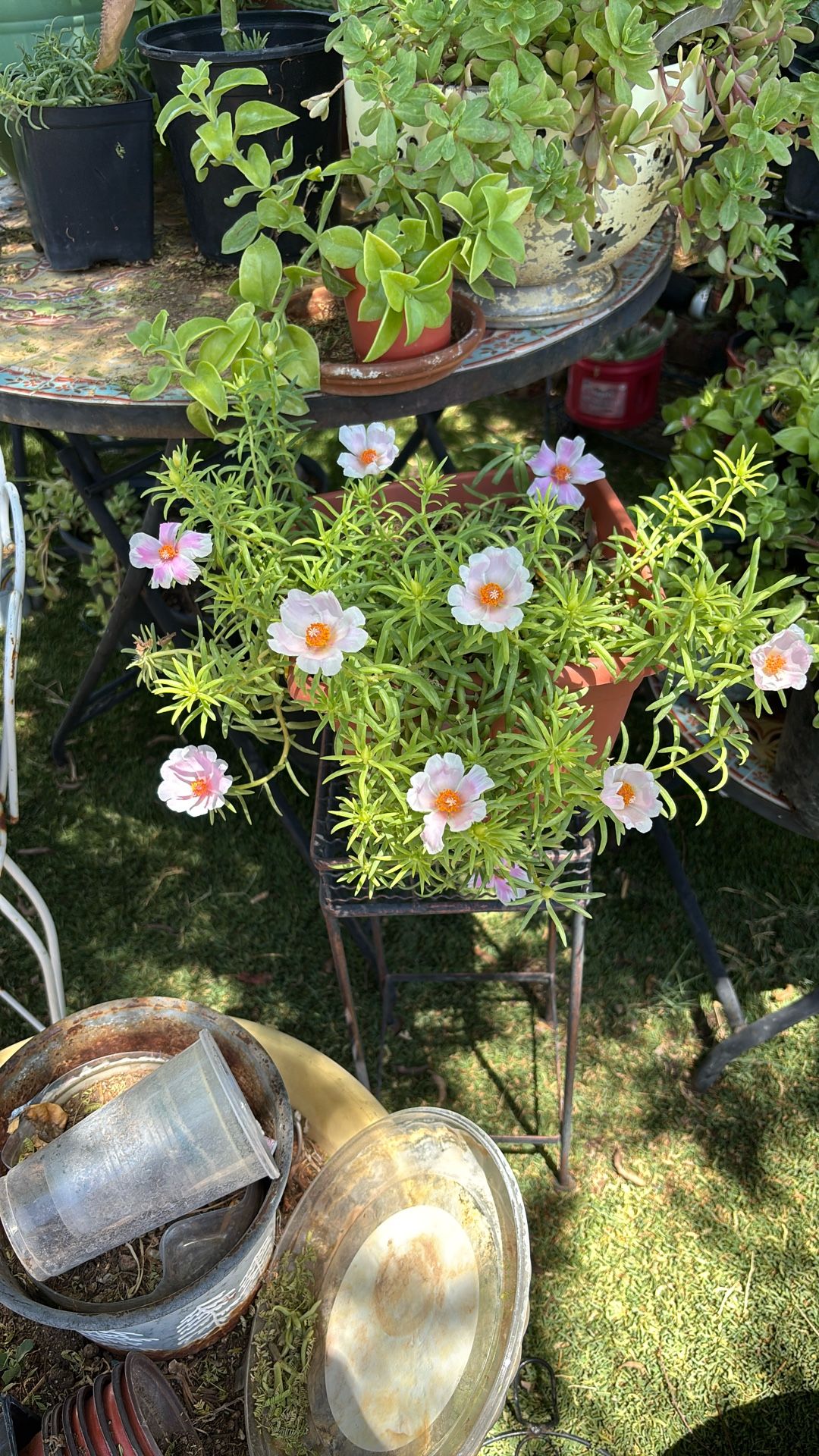 Rallito De Sol Plant