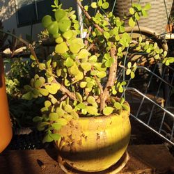 Elephant Plant Ceramic Vase 