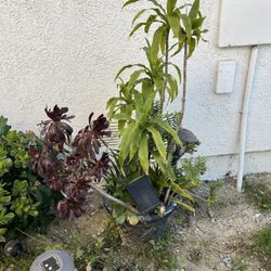 Beautiful  Planter With Assorted Succulents